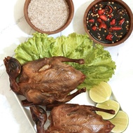 Burung Dara Frozen