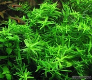 rotala sp green tanaman 20btg tanaman aquascape tanaman hias tanaman air