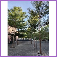 ✤ ✨ ▩ AFRICAN TALISAY (10 SEEDS) BUY 2 GET 1 FREE