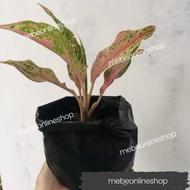 ☒Butterfly Aglaonema Uprooted Live Plants(Luzon Only)