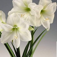 Amaryllis Bulb Lerio white