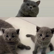 Kucing british shorthair pedigree jantan betina