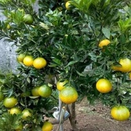 Termurah Bibit tanaman jeruk dekopon besar sudah berbuah TABULAMPOT
