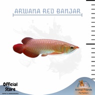 IKAN PREDATOR ARWANA RED BANJAR