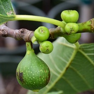 1 ต้น มะเดื่อฝรั่ง ต้นพร้อมให้ลูก ลำต้นสูง 30 ซม Figs Tree สายพันธุ์ Kadota