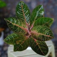 tanaman hias aglaonema aglonema kresna golden real picture foto video