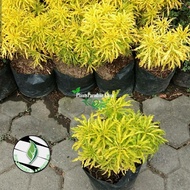 Tanaman hias Brokoli kuning - Pohon Brokoli kuning
