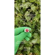 cincin batu marjan merah bercorak original dari laut