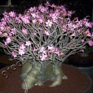 Biji Benih Bibit Bonsai Adenium Arabicum - Black Somalense