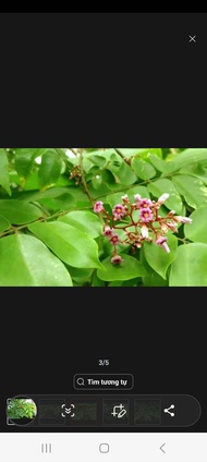 01 kg lá khế tươi nhà trồng