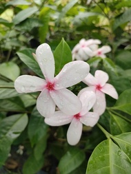 ต้นพุดชมพูหรือต้นเข็มอุณากรรณ(Kopsia fruticosa)#ดอกสวยมาก ดอกอกตลอด