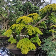 Terjangkau Tanaman Hias Legistrum - Bonsai Legistrum