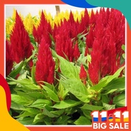 30pcs seeds bunga balung ayam/ cockcomb flower