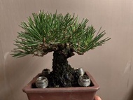 日本三河黑松小品