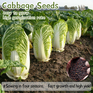 ปลูกง่าย เมล็ดสด100% เมล็ดพันธุ์ กะหล่ำปลี ผักกาดขาว บรรจุ 200เมล็ด Chinese Cabbage Seeds Vegetables