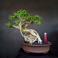 Bonsai Tanaman Hias Mini Pohon Serut Meliuk