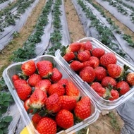 100 Vented Fruit Containers P350 A (350 grams)