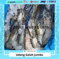 Udang Galah Fresh 1Kg Jumbo (isi 4-5 ekor) Udang Tokal Besar Segar