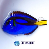 Dori Regal Blue Tang Letter Six 6 Ikan Hias Laut Sudah Melet T-S-M-L