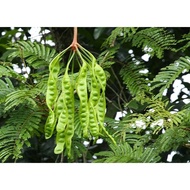 Anak Pokok Petai Hybrid