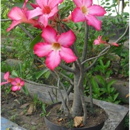 bunga kemboja (pokok bunga hidup adenium)