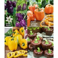 Amefurashi isi 50 butir biji Paket Hemat 4 Paprika Benih Bibit Sayur 4 Jenis Paprika