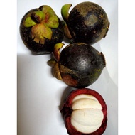 Pokok Mesta Kahwin / Manggis Jepun