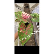 Seven Diamond/7Diamond/Rare Caladium/Keladi Hiasan