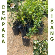 Pokok bunga Cempaka pisang / cempaka keling thai murah