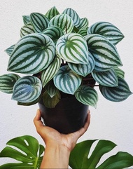 Tanaman Hias Peperomia Water Melon / Peperomia Semangka