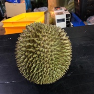 [ Peninsular Malaysia ] Frozen Raub D24 (XO) Durian 400g Grade A Premium Old Tree D24 XO 榴莲 DURIAN K
