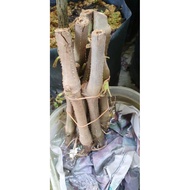 keratan pokok ketum ayam