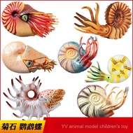 Simulation Ancient Ocean Software Animal Parrot Snail Model Conch Ammonite Toy Children Science Educ