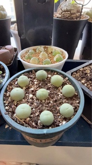 鴿子蛋多肉植物一盆9棵