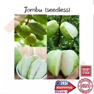 (GG real plant) anak Pokok jambu (seedless) ^ cpt berbuah hybrid top quality sihat Kebun bunga sedap fruits