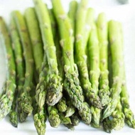 20 เมล็ด เมล็ดหน่อไม้ฝรั่ง หรือ แอสพารากัส (Asparagus) ไฮบริดอิมพีเรียล (Hybrid Imperial) ของแท้ 100% อัตราการงอก 70-80%  ปลูกในกระถางได้