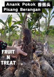 Anak Benih Pokok Pisang Berangan