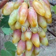 anggur impot variety DIXON buah rasa enak/ anak pokok