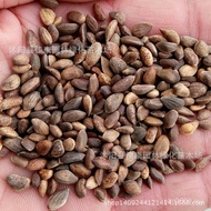 Pine Cypress Northeast Short Seed Seed Seed Leaf 1 Piece Ponytail Pine Leaf Forest Wood Oil Pine Bla