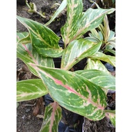 ♞,♘(27) Butterfly Aglaonema Uprooted Live Plants(Luzon only)