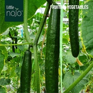 SEEDS | Japanese Cucumber 日本黄瓜 (4 seeds / 16 seeds / 55 seeds)