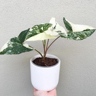 Tanaman Hias Syngonium Albo Variegata - Syngonium Podophyllu Albo Variegata