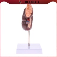 [Blesiya] Human Kidney Anatomical Models, Lifesize Kidney with Adrenal Gland Model, 2 Parts Removabl