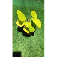 Pokok Buah Tin Iraqi Jumbo Hibrid
