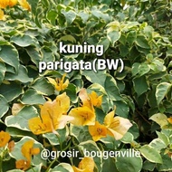 bunga bougenville kuning varigata