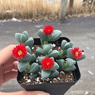 [2194People Collection]Antlers Begonia Succulent Plant Flowering Plant Indoor Flower Office Balcony 