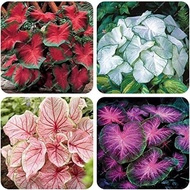 10 Pcs/bag Mix Thailand Caladium Seeds of Perennial Flower Garden Potted Seeds