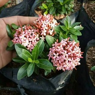 asoka jambon bunga pink asoka bunga pink