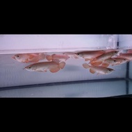 Ikan Arwana Golden Red 16- 20Cm