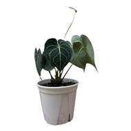 Anthurium clarivernium pure dark form .